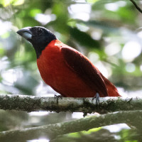 Red-and-black Grosbeak